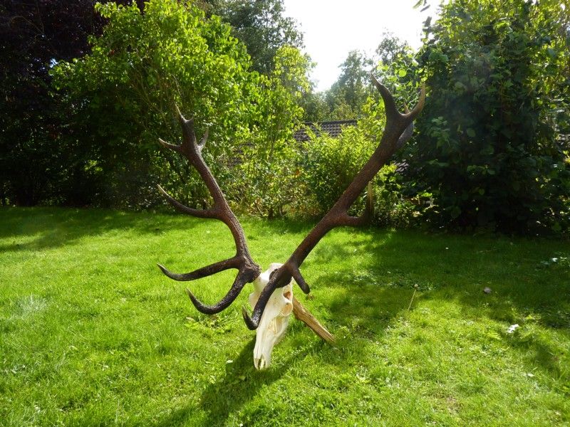 Peter Nielsen. Polen  ulige 14 ender og 6,7 kg