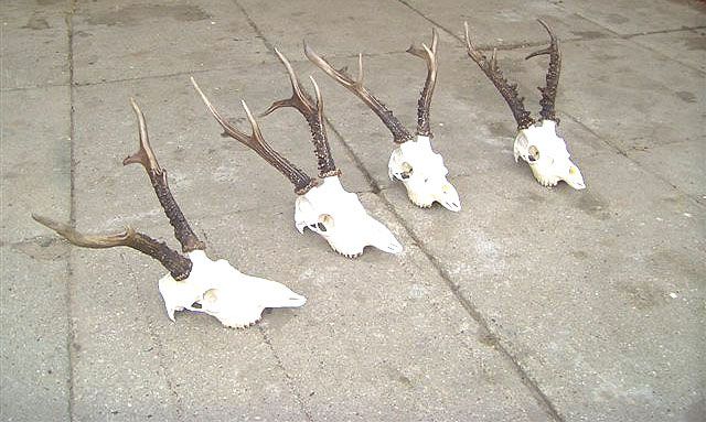 Sibirien 2005