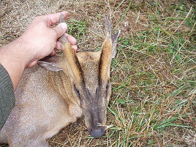 Morten Olsen. Muntjac, England. 